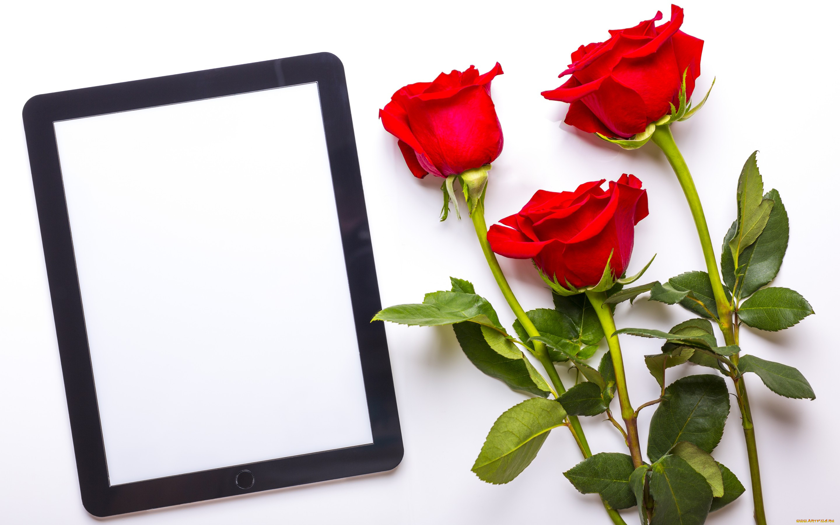 , , red, roses, flowers, , 